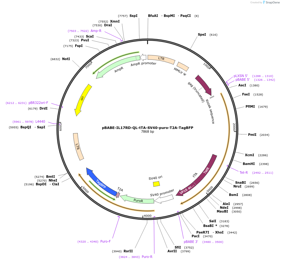 254081-plasmid-map-sequence-id-506240