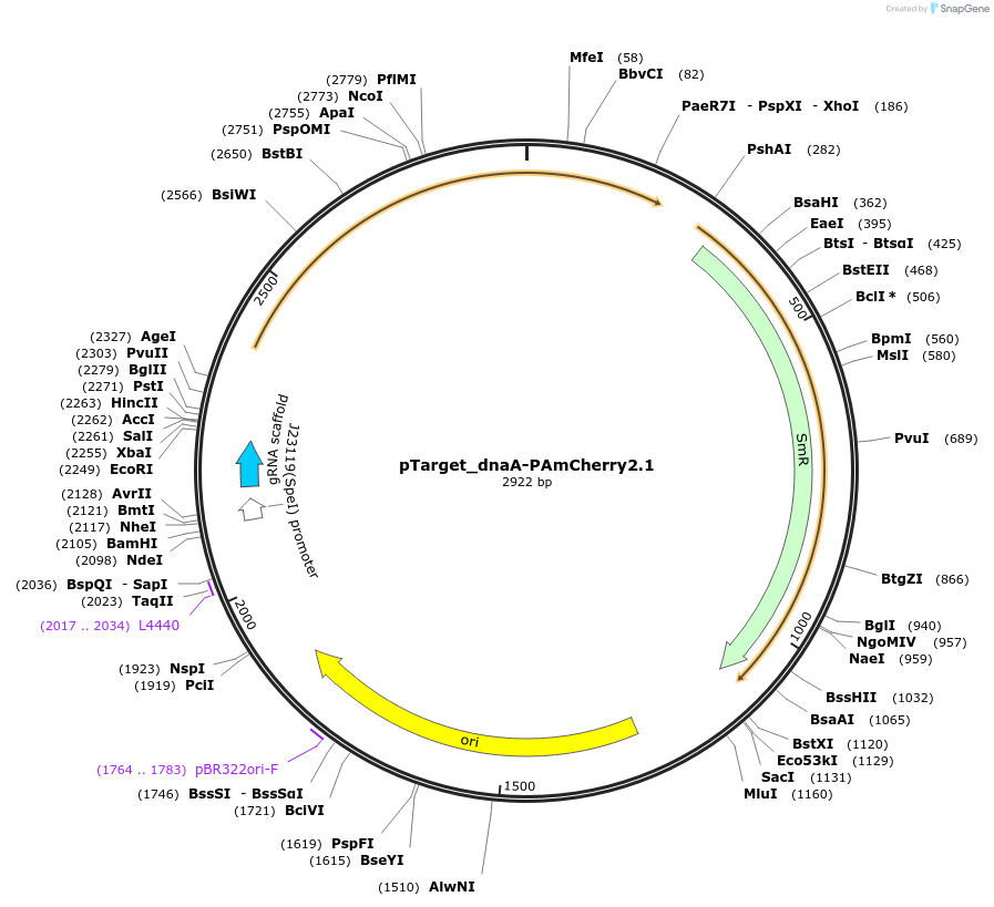 212605-plasmid-map-sequence-id-506247