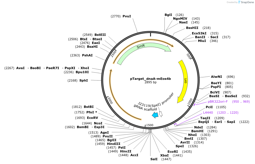 212607-plasmid-map-sequence-id-506249