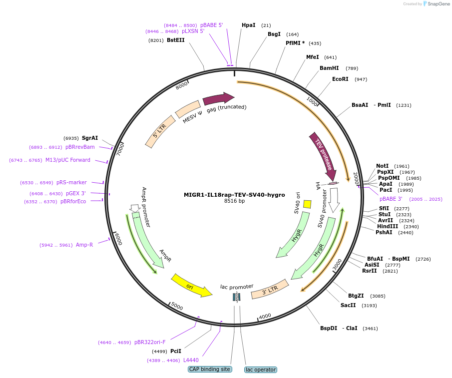 254109-plasmid-map-sequence-id-506266