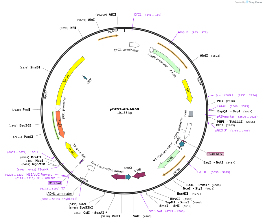 215485-plasmid-map-sequence-id-506274