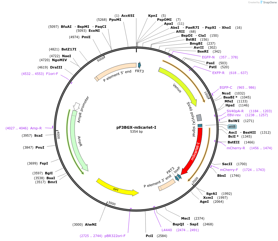 138391-plasmid-map-sequence-id-506278