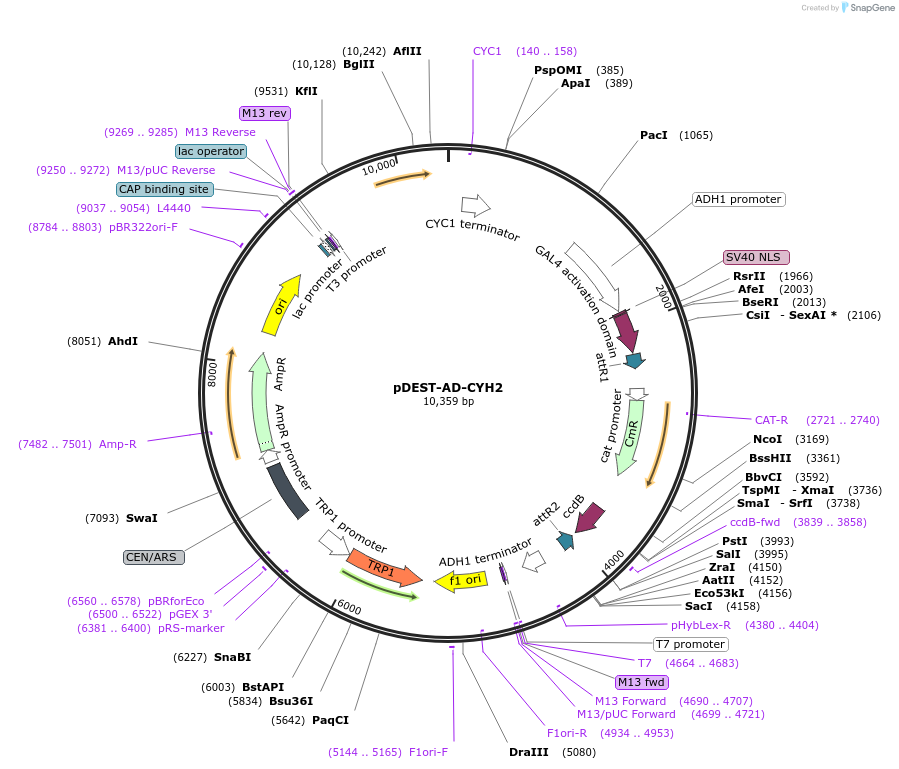 215483-plasmid-map-sequence-id-506289