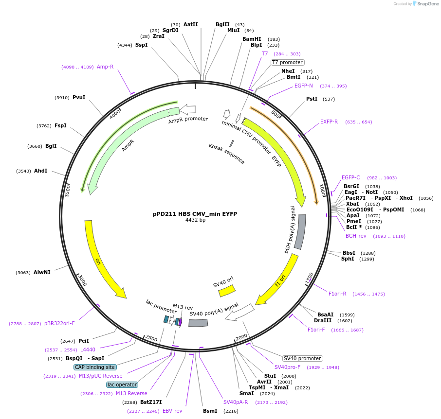 253874-plasmid-map-sequence-id-506291
