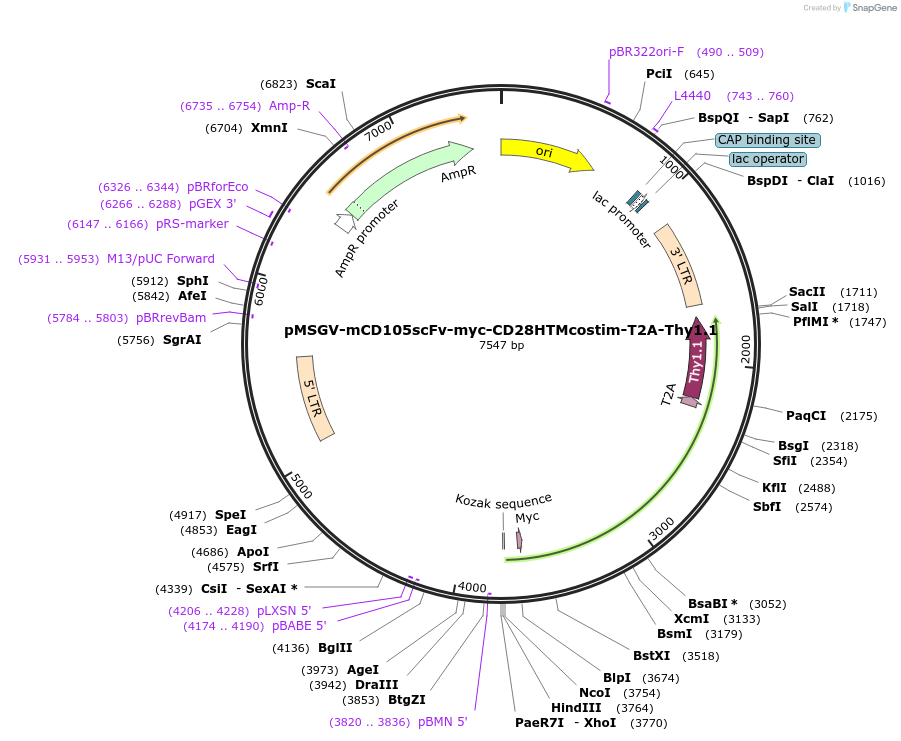 193942-plasmid-map-sequence-id-506308