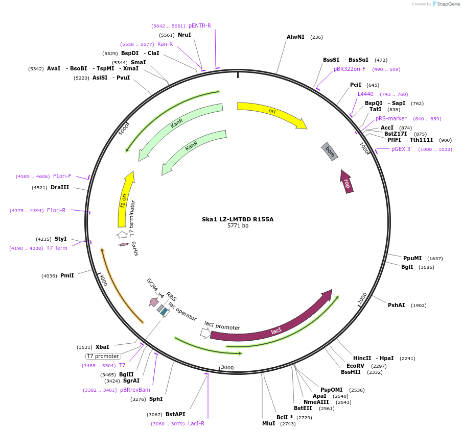 253363-plasmid-map-sequence-id-506321