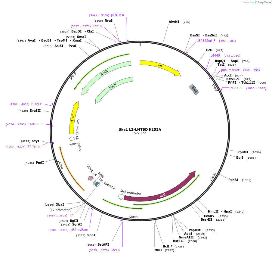 253362-plasmid-map-sequence-id-506397