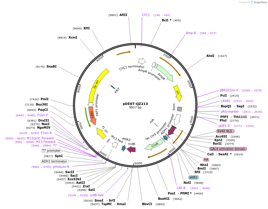 215484-plasmid-map-sequence-id-506398
