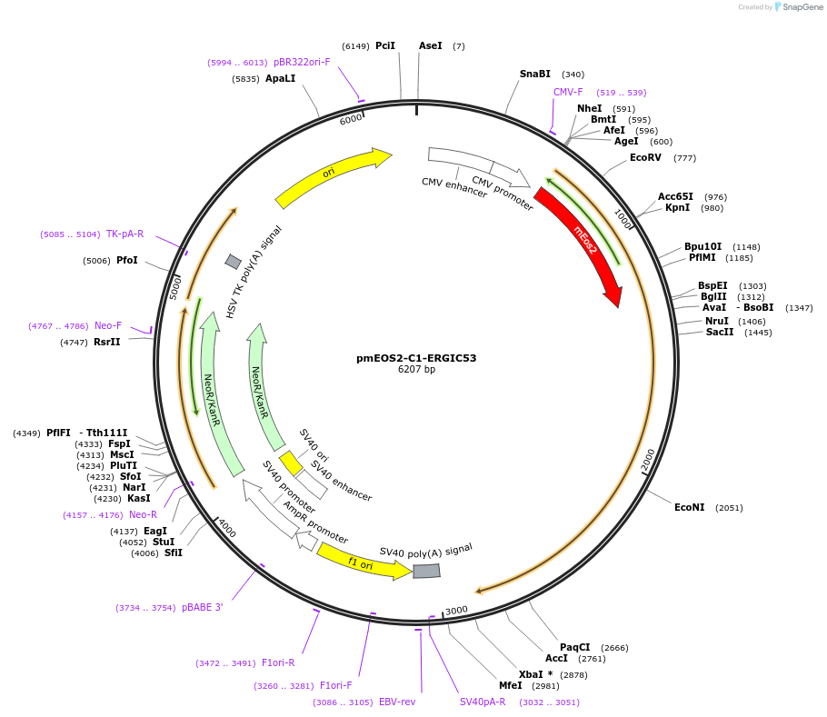 246916-plasmid-map-sequence-id-506421