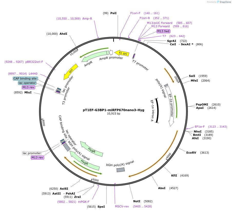 253494-plasmid-map-sequence-id-506439