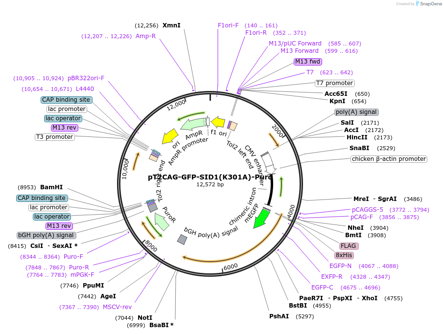 253450-plasmid-map-sequence-id-506441