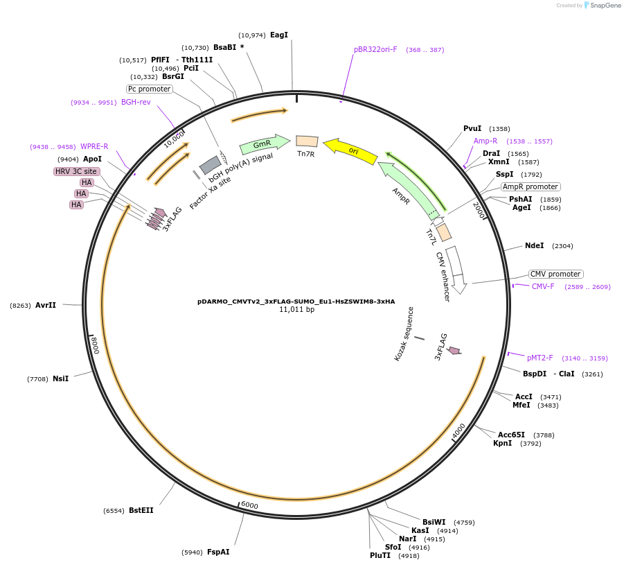 254347-plasmid-map-sequence-id-506445