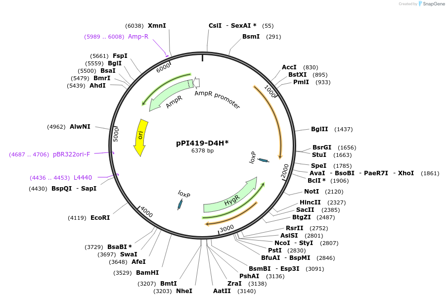 252027-plasmid-map-sequence-id-506466