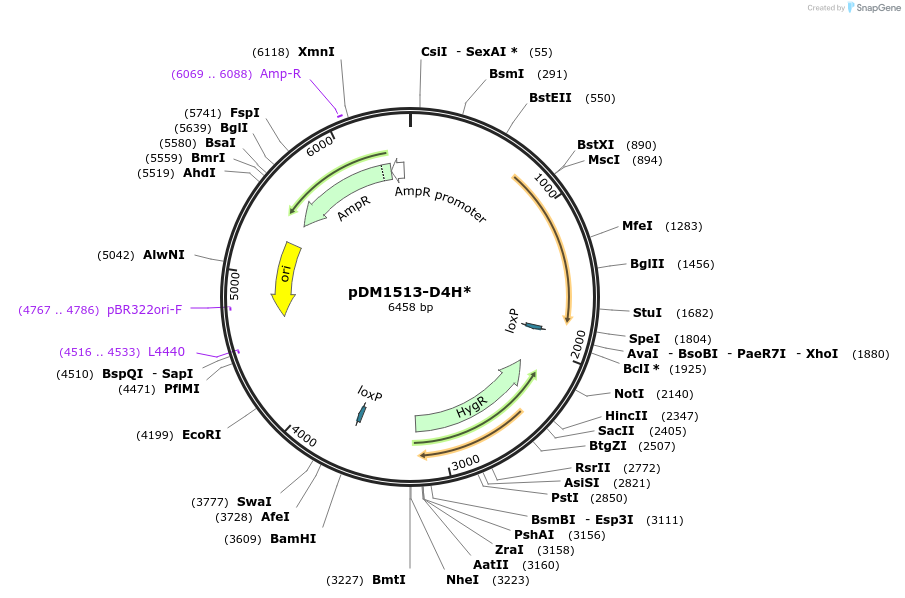 252026-plasmid-map-sequence-id-506467