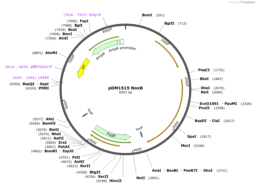 252035-plasmid-map-sequence-id-506524