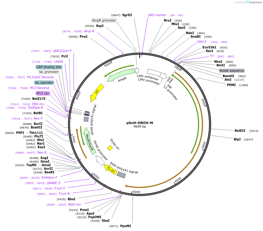 252623-plasmid-map-sequence-id-506528