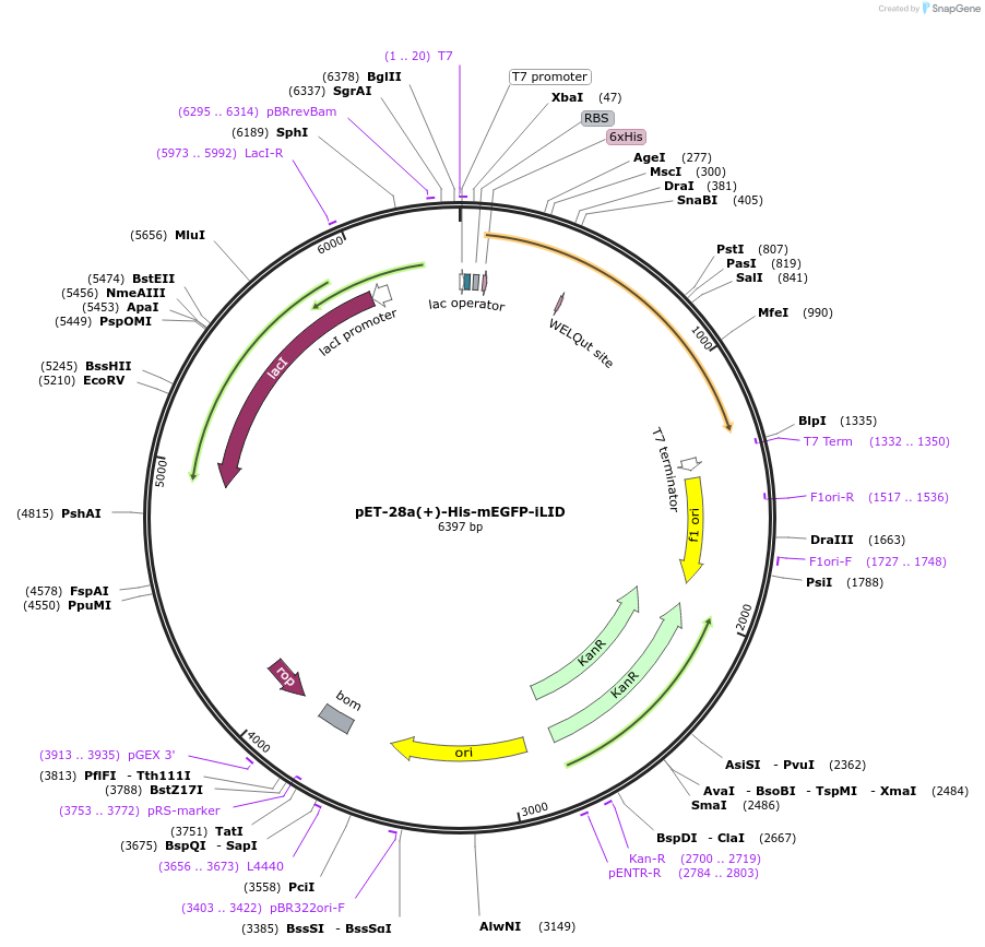 246940-plasmid-map-sequence-id-506541