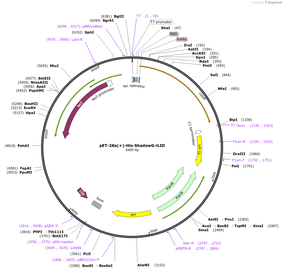 246942-plasmid-map-sequence-id-506542