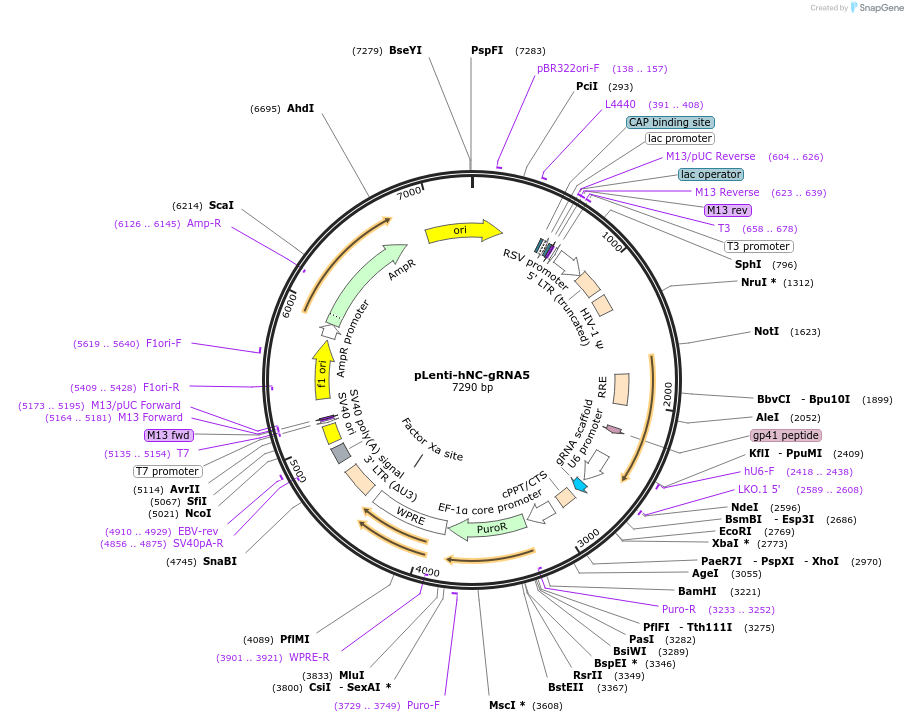 249204-plasmid-map-sequence-id-506545