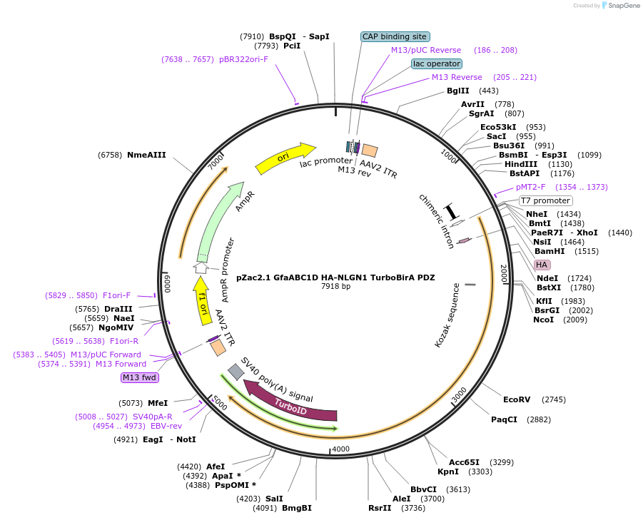 249591-plasmid-map-sequence-id-506547