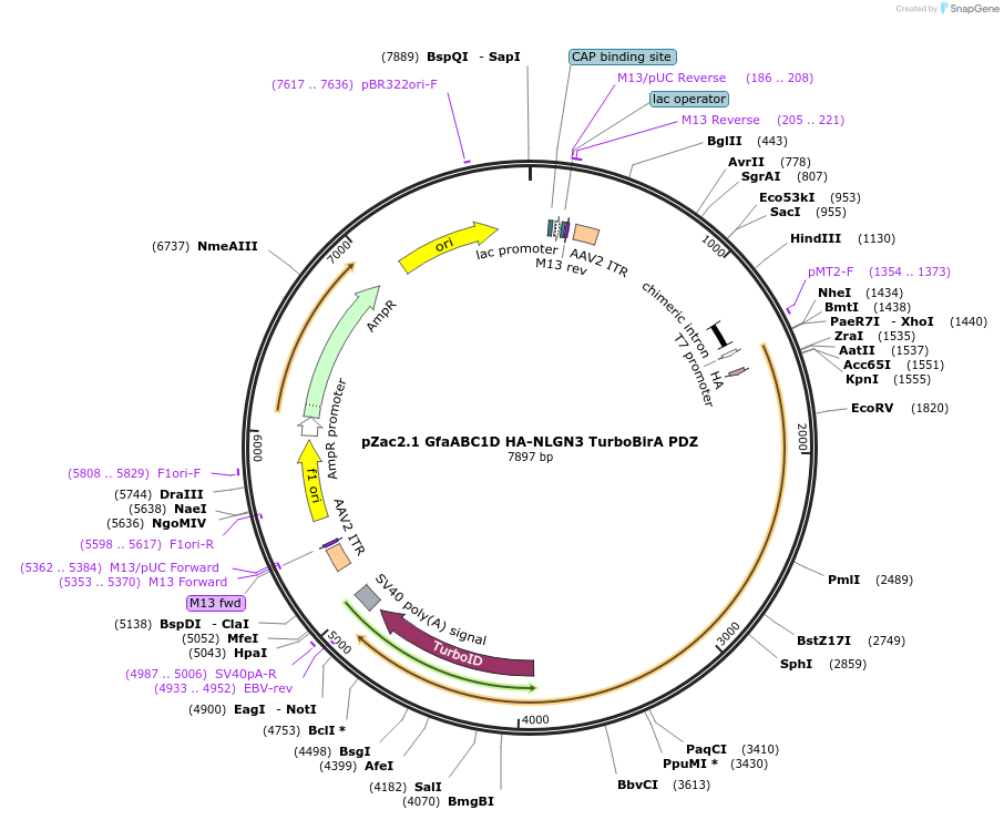 249592-plasmid-map-sequence-id-506549