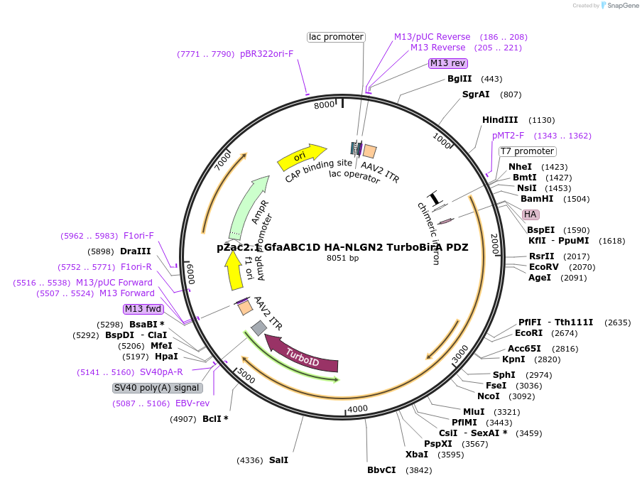 249590-plasmid-map-sequence-id-506558