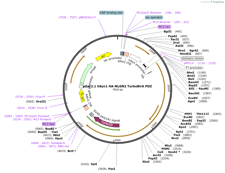 249593-plasmid-map-sequence-id-506559