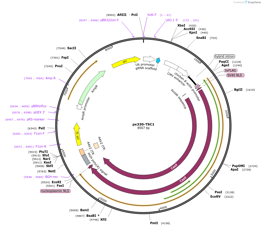 254275-plasmid-map-sequence-id-506571