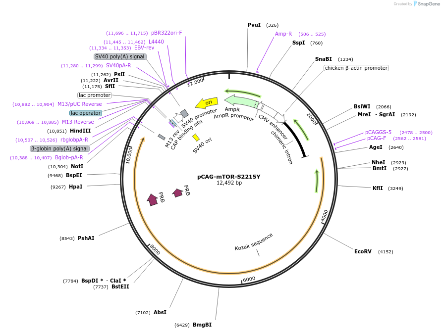 254274-plasmid-map-sequence-id-506573