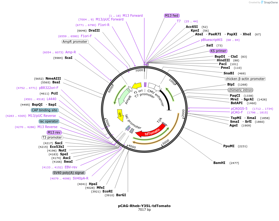 254273-plasmid-map-sequence-id-506574