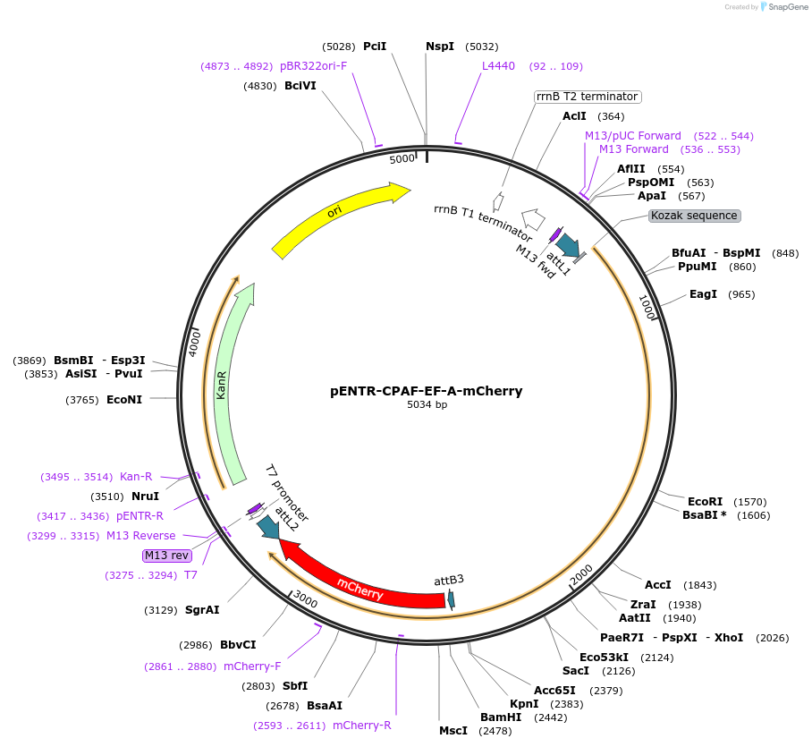 251012-plasmid-map-sequence-id-506583