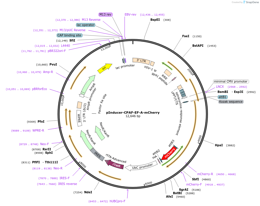 251007-plasmid-map-sequence-id-506586