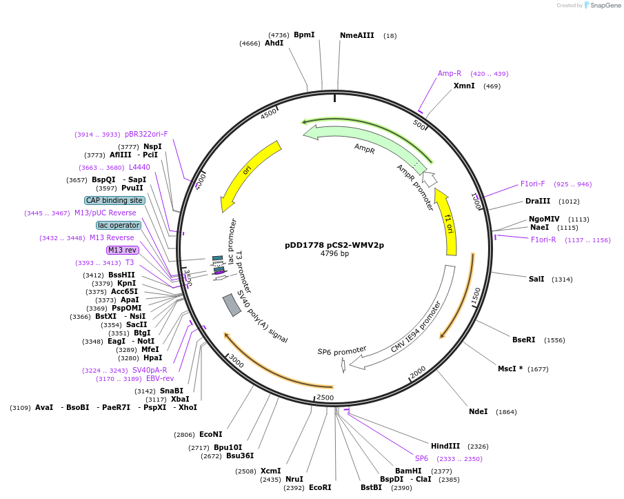 251801-plasmid-map-sequence-id-506596
