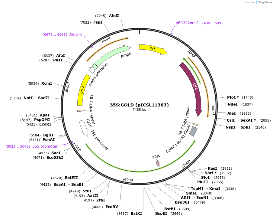 252523-plasmid-map-sequence-id-506599