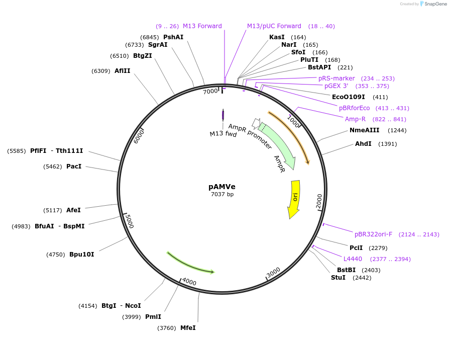249494-plasmid-map-sequence-id-506600