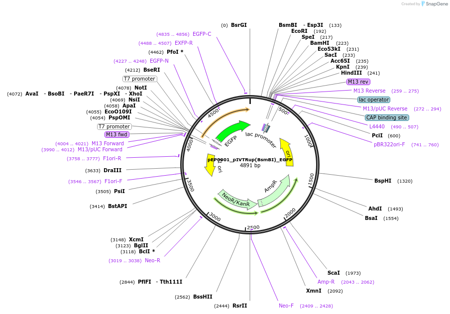 242543-plasmid-map-sequence-id-506602