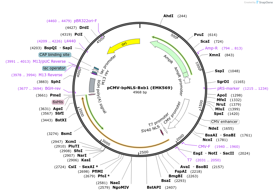 248208-plasmid-map-sequence-id-506603