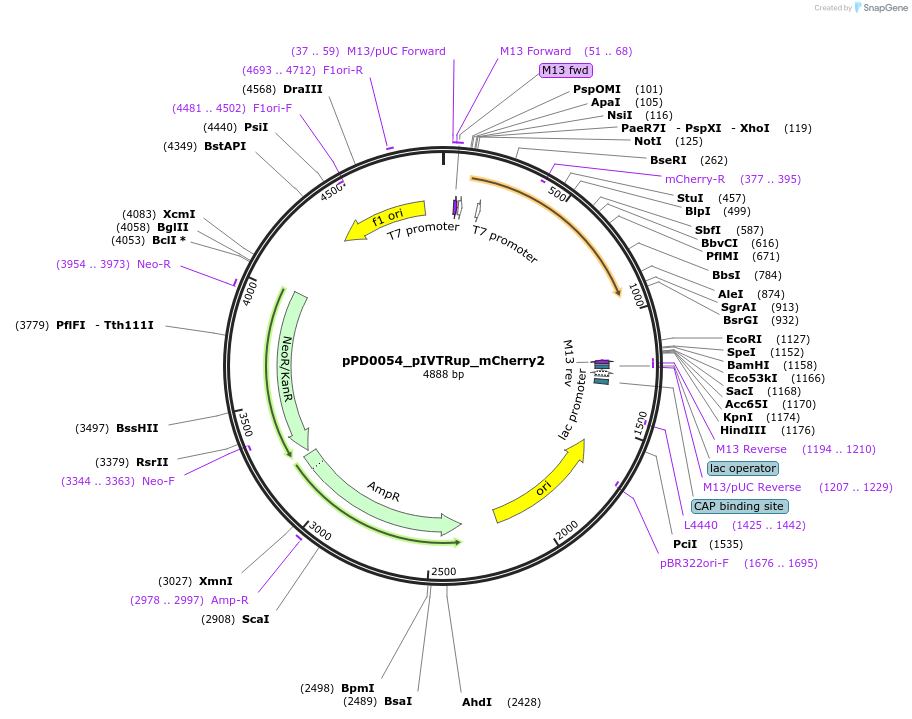 242545-plasmid-map-sequence-id-506604