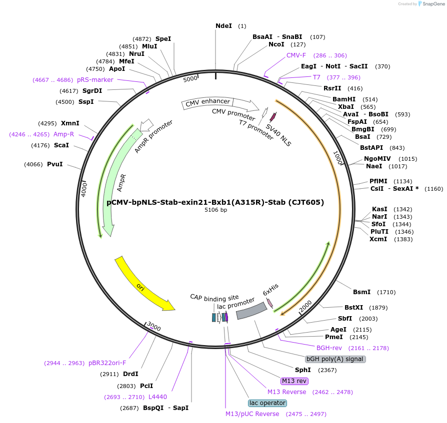 248211-plasmid-map-sequence-id-506607