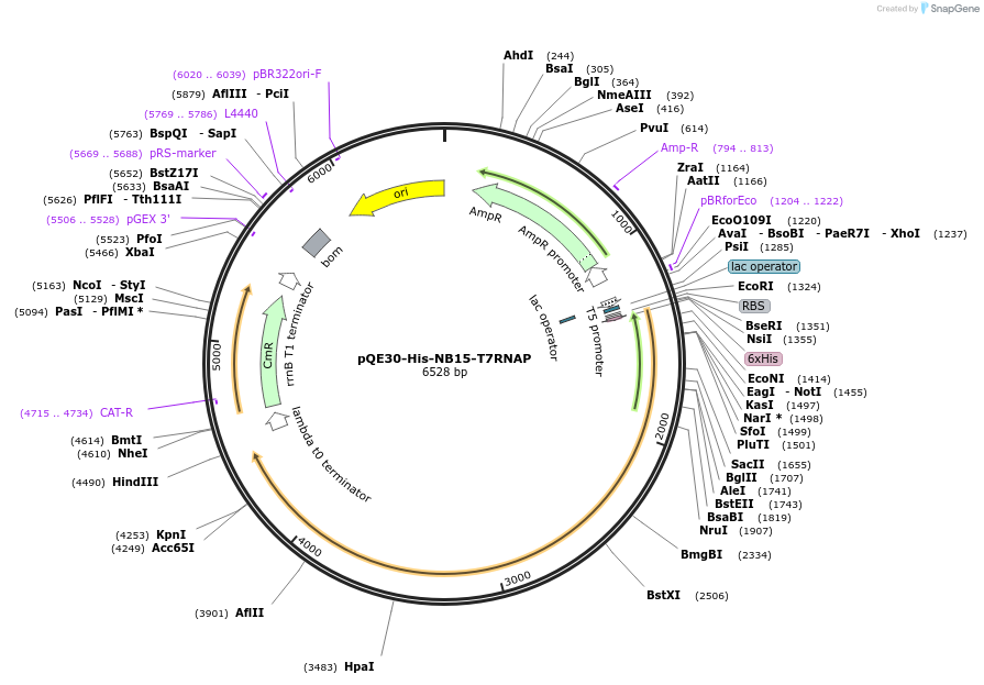 247370-plasmid-map-sequence-id-506628