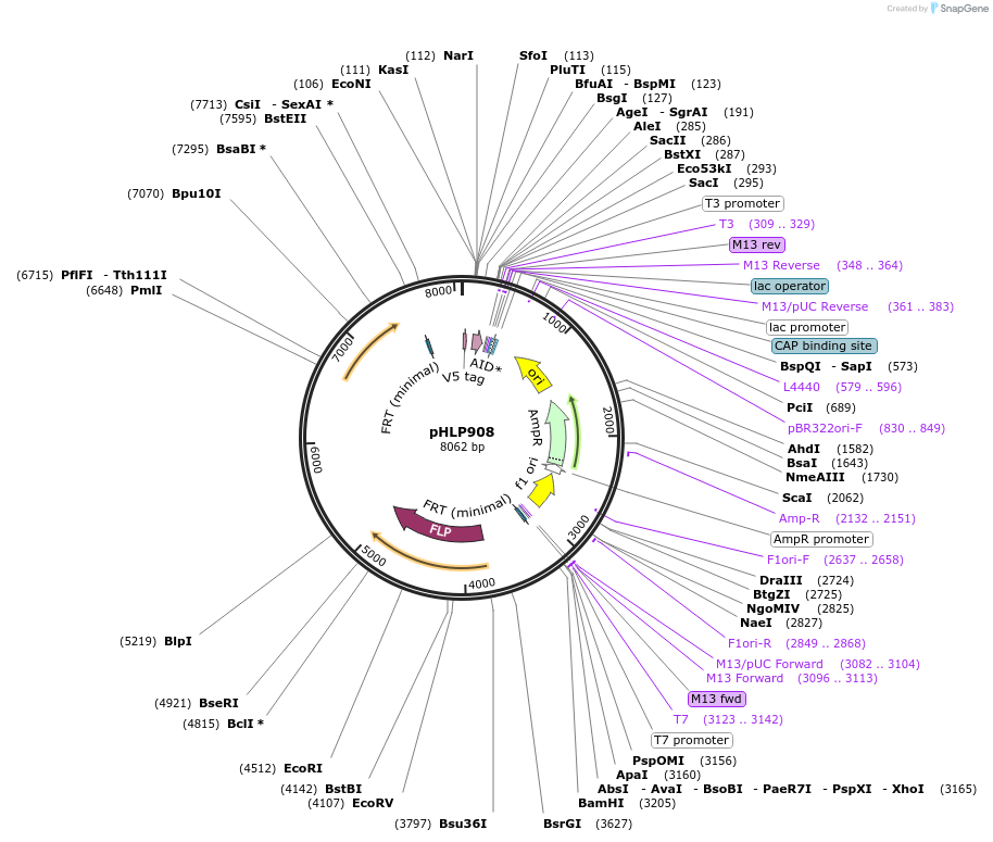 253593-plasmid-map-sequence-id-506639