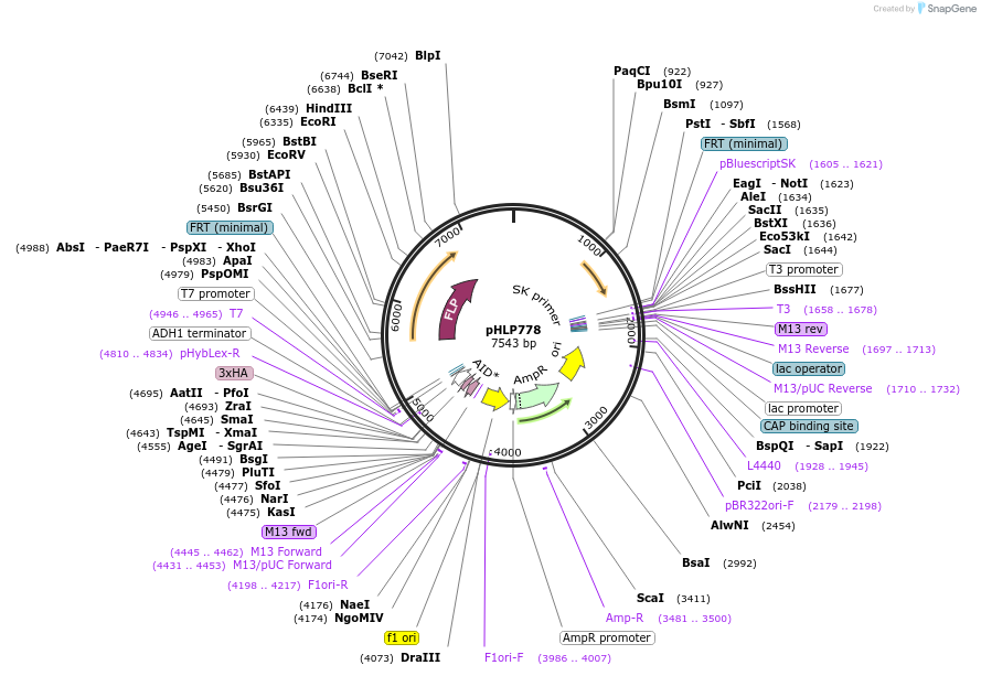 253576-plasmid-map-sequence-id-506653