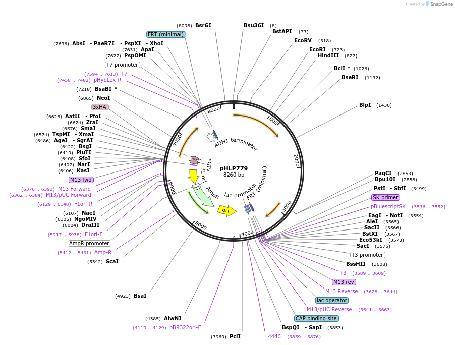253583-plasmid-map-sequence-id-506654