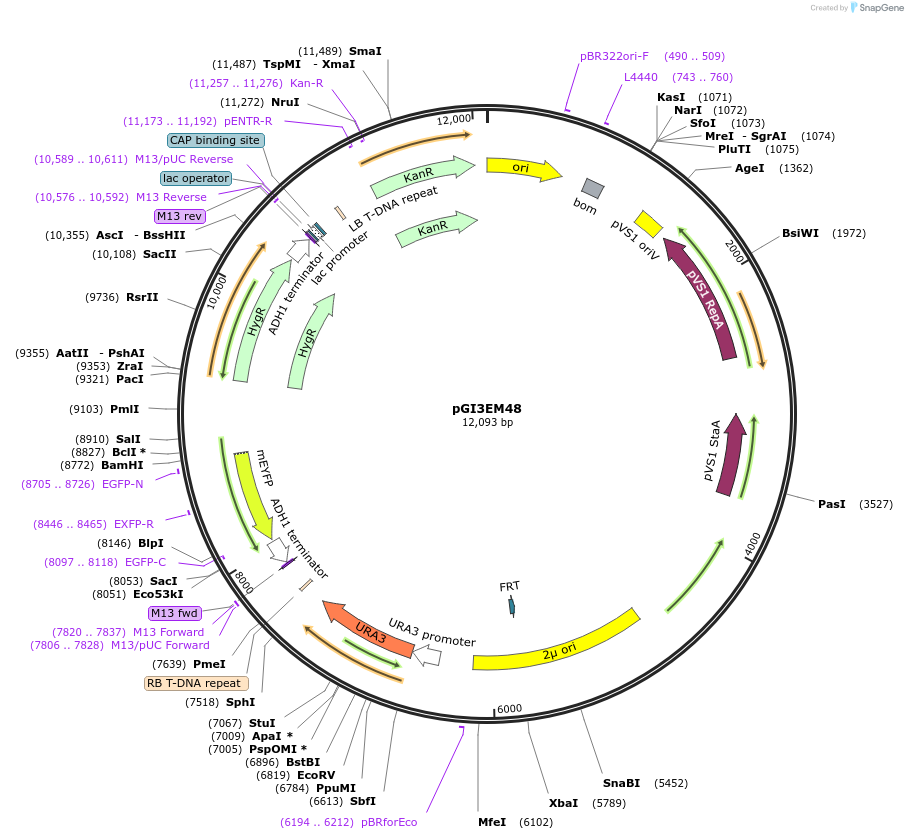 250584-plasmid-map-sequence-id-506655