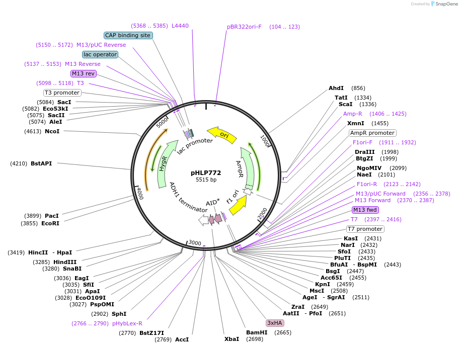 253590-plasmid-map-sequence-id-506656