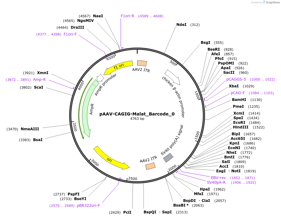 250803-plasmid-map-sequence-id-506660