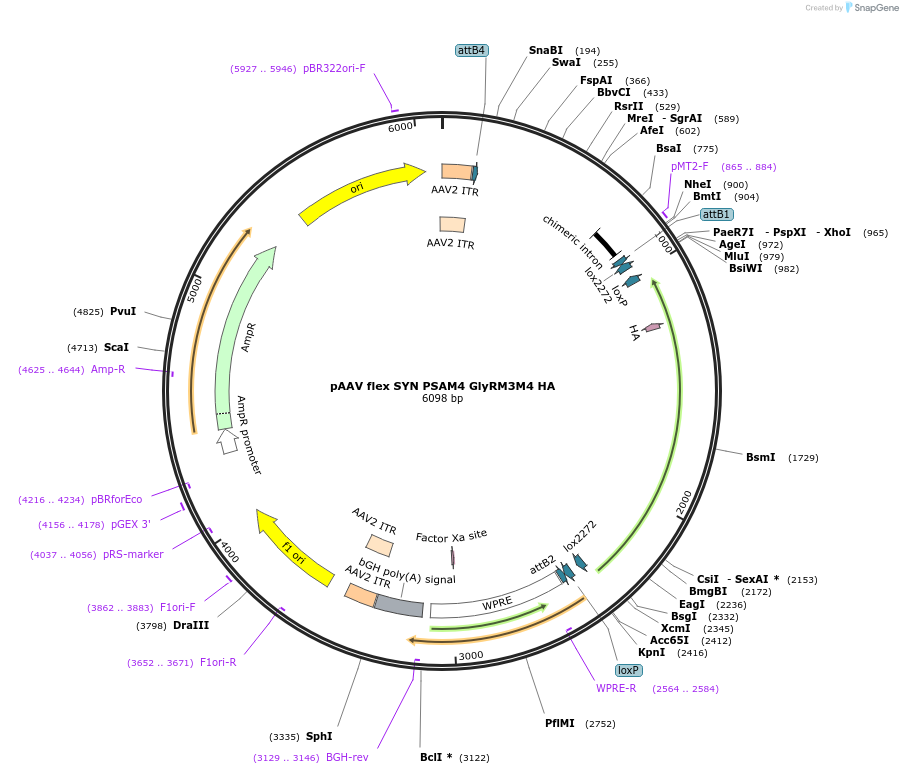 250133-plasmid-map-sequence-id-506663