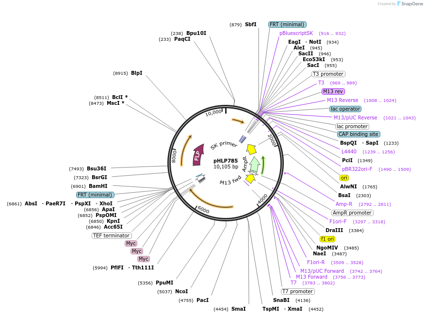 253572-plasmid-map-sequence-id-506664