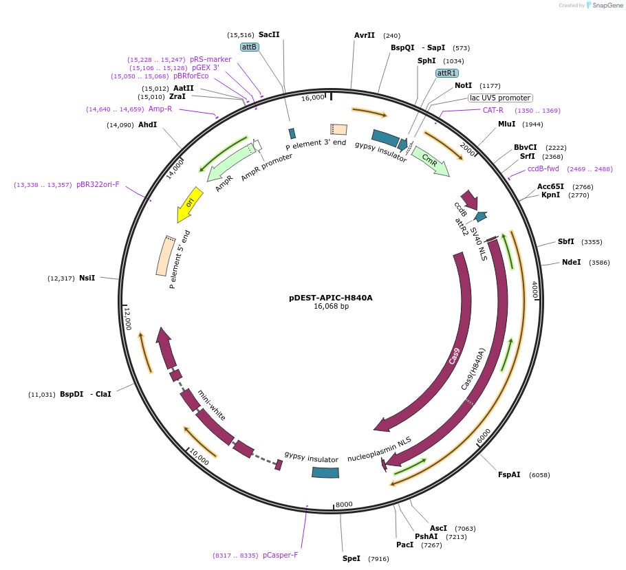 250797-plasmid-map-sequence-id-506666