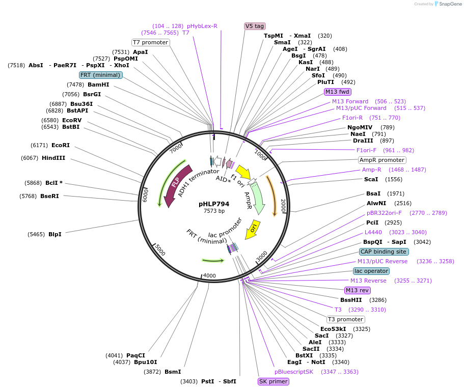 253580-plasmid-map-sequence-id-506669